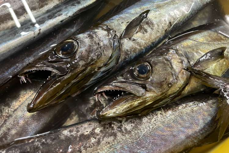 伊東魚類総合研究所